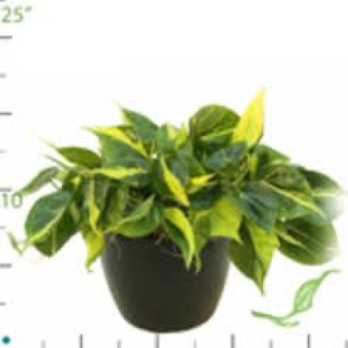 Brazil Philodendron 6