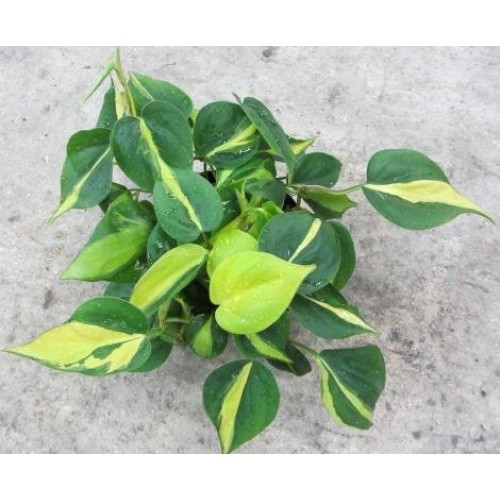 Brazil Philodendron 6