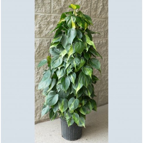 Brazil Philodendron 6
