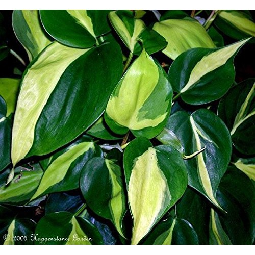 Brazil Philodendron 6