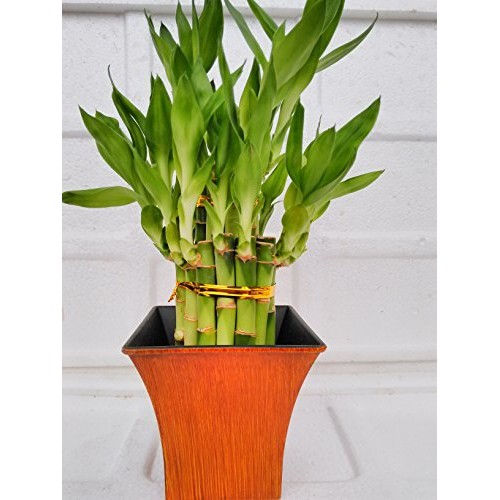 Jmbaboo 2 Tier Lucky Bamboo - 6 &Amp; 4 Lucky Bamboos In 2 Tiers -