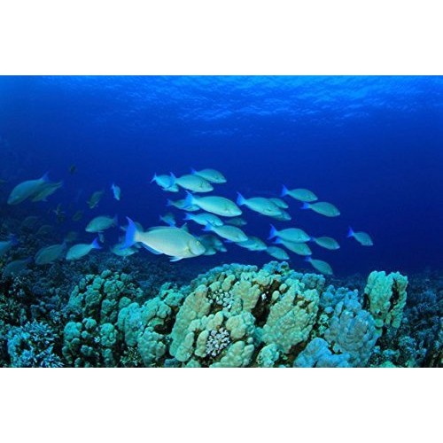 2 Pound 908 Grams Dried Seafood Large-Sized Shrimp Meat From C