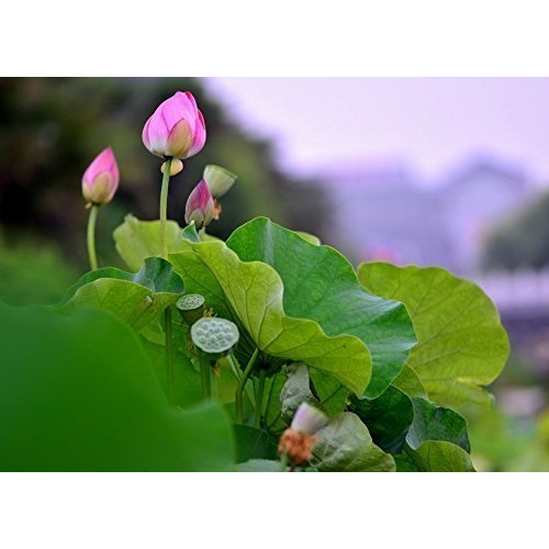 4 Pound 1816 Grams High Grade Lotus Seeds From Yunnan