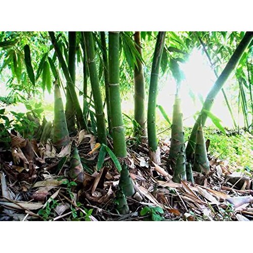 2 Pound 908 Grams Dried Tender Bamboo Shoots From Yunnan China