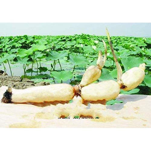 Special Chinese Food Lotus Root Starch 2 Pound 908 Grams Origi