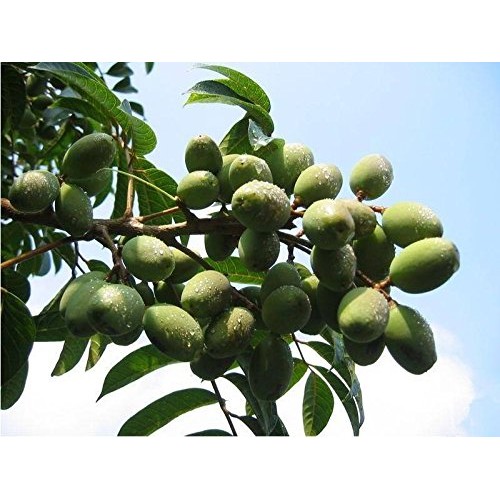 Dried Olive Fruit With Licorice Flavor Total 1700 Grams 甘草风