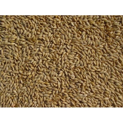 Barley 20 Lbs, Unhulled Barley Hull Intact, Josephs Grainery
