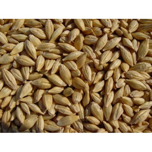 Barley 20 Lbs, Unhulled Barley Hull Intact, Josephs Grainery