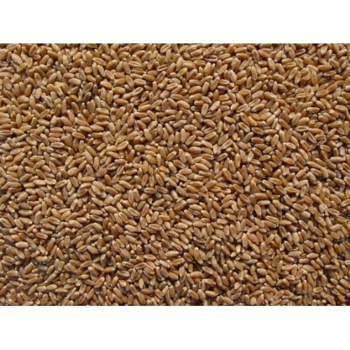 Hard Red Wheat 15 Lbs, Josephs Grainery Wheat Berries, All Natu