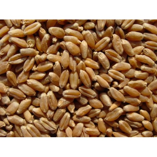 Hard Red Wheat 15 Lbs, Josephs Grainery Wheat Berries, All Natu