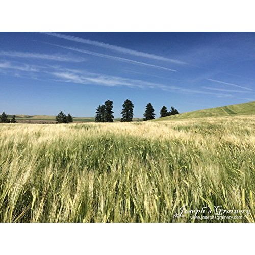 Josephs Grainery Barley 12 Lbs, Unhulled Barley Hull Intact,