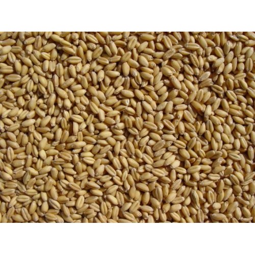 Soft White Wheat 20 Lbs, Josephs Grainery Wheat Berries, All Na