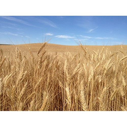 Soft White Wheat 20 Lbs, Josephs Grainery Wheat Berries, All Na
