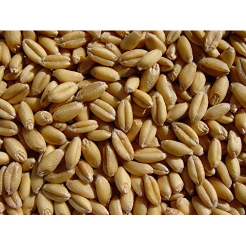 Soft White Wheat 20 Lbs, Josephs Grainery Wheat Berries, All Na