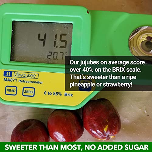 California Grown Superfood | Jujume Organic Whole Jujubes | Drie