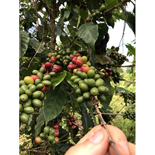 Julian Coffee - Specialty Puerto Rican Coffee, Shade Grown On A
