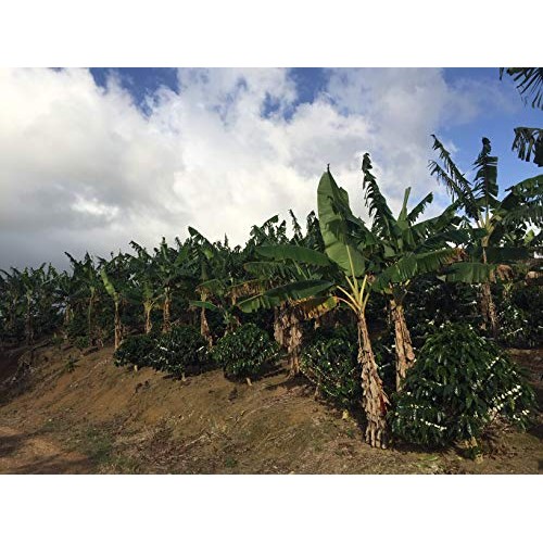 Julian Coffee - Specialty Puerto Rican Coffee, Shade Grown On A