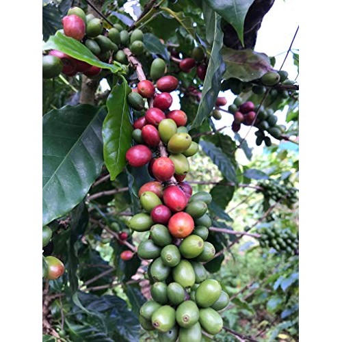 Julian Coffee - Specialty Puerto Rican Coffee, Shade Grown On A