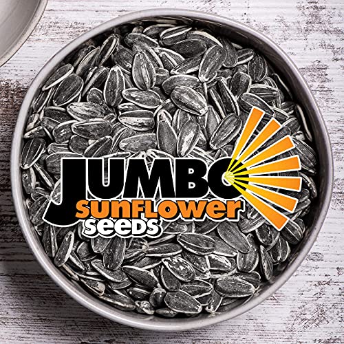 JUMBO SUNFLOWER SEEDS, Mega No Salt, 5.5-Ounce Pack of 12