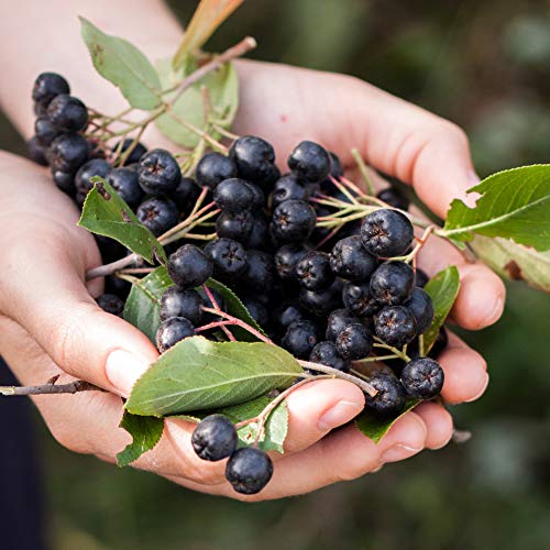 Justnature Aronia Juice Concentrate 65Brix, 5:1 Concentration