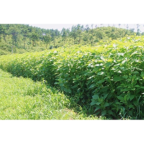 Non-Pesticide Dried Jerusalem Artichoke, 무농약 말린 돼지감자 30