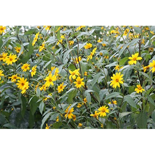 Non-Pesticide Dried Jerusalem Artichoke, 무농약 말린 돼지감자 30