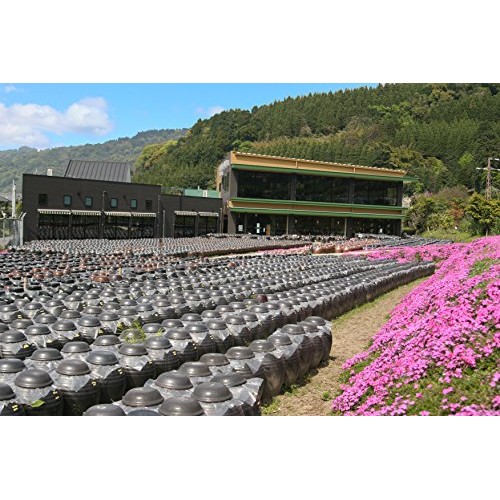 Kakuida Premium Brown Rice Black Vinegar Aged 10 Years 33.8 Fl,