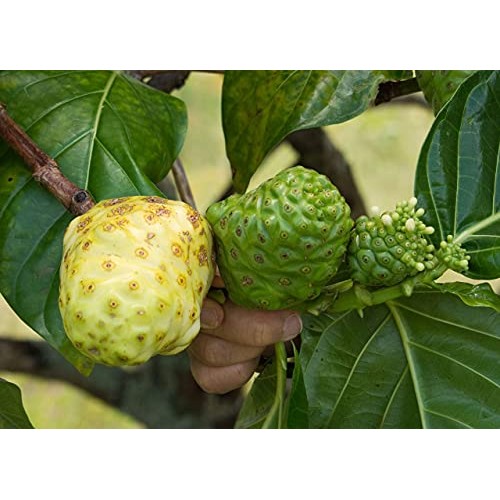 Virgin Noni Juice - 100% Pure Organic Hawaiian Noni Juice - 2 Pa