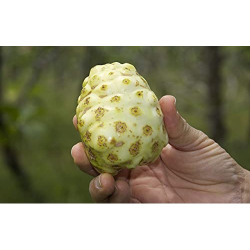 Virgin Noni Juice - 100% Pure Organic Hawaiian Noni Juice - 2 Pa