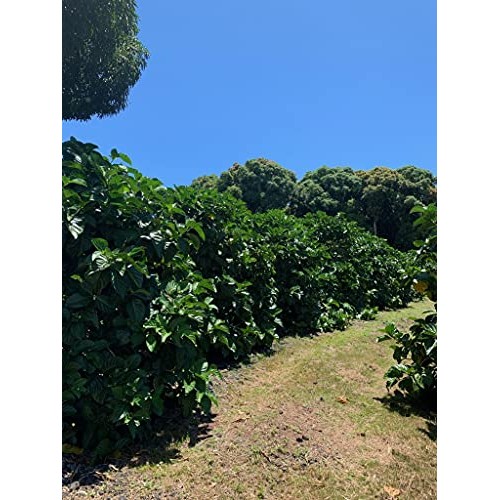 Virgin Noni Juice - 100% Pure Organic Hawaiian Noni Juice - 2 Pa