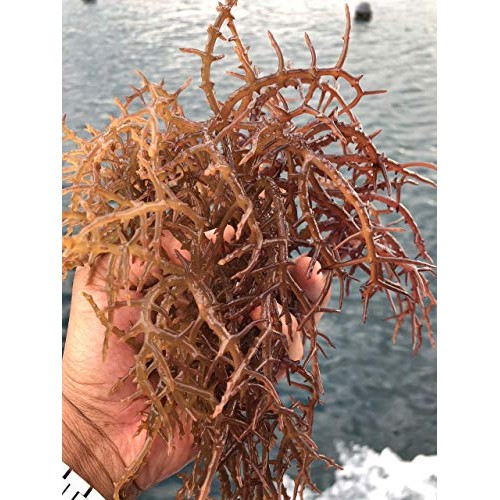 Premium Irish Moss Superfood 2-Pack 2 X 3 Oz - Wildcrafted - N