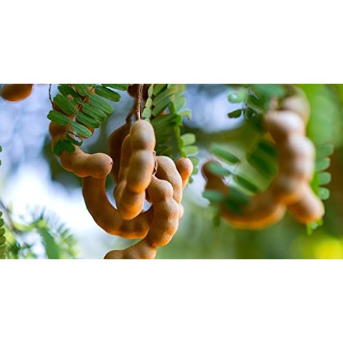 Premium Spicy Tamarind Chutney|Sauce 15 Oz Tamarind - Great Di...