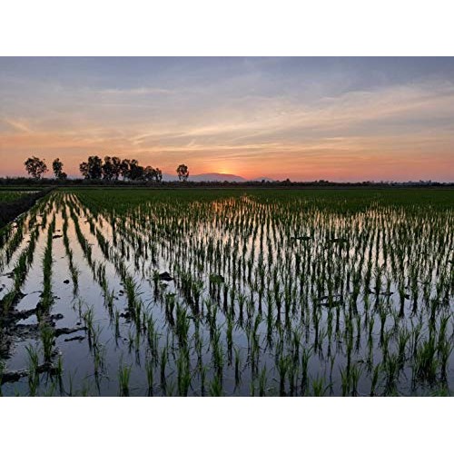 100% Certified Organic Riceberry Purple Jasmine Rice 2.2Lbs •