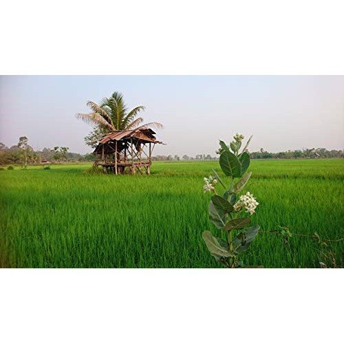 100% Certified Organic Riceberry Purple Jasmine Rice 2.2Lbs •