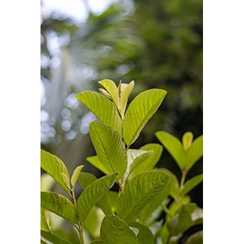 KC Creation Organic Guava Leaves Tea Bags, 30 Tea Bags, Natural ...