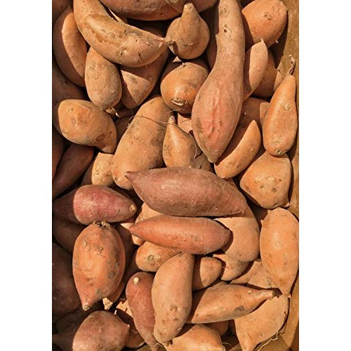 Kejora Fresh Sweet Potatoes - 10 Lbs
