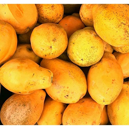 Kejora Fresh Tropical Hawaiian Papaya 3 Pcs - Exotic Fruits