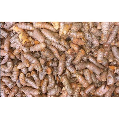 Kejora Fresh Whole Raw Yellow Turmeric, Naturally Grown from Fij...