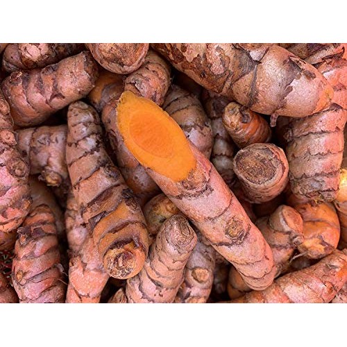Kejora Fresh Whole Raw Yellow Turmeric, Naturally Grown from Fij...