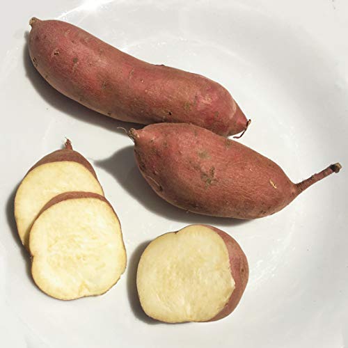 Kejora Japanese White Sweet Potatoes - 10 Lbs