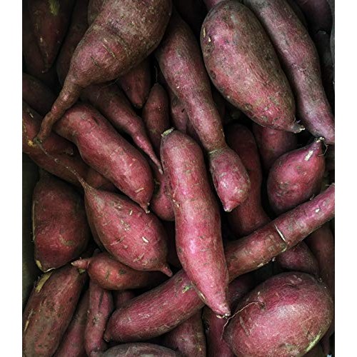 Kejora Japanese White Sweet Potatoes - 5 Lbs