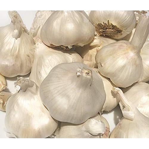 Kejora Fresh Garlic Bulbs For Planting Or Eating And Cooking - Q