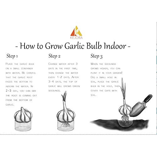 Kejora Fresh Garlic Bulbs For Planting Or Eating And Cooking - Q