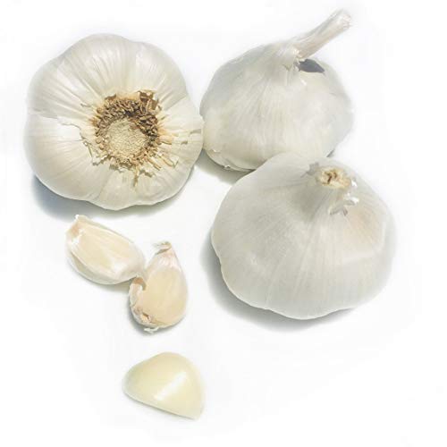 Kejora Fresh Garlic Bulbs For Planting Or Eating And Cooking - Q