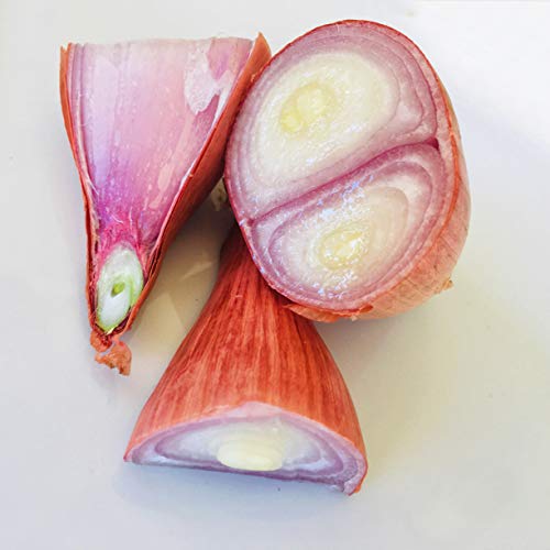 Kejora Shallots Bulbs - 1/2 Lb About 10 Bulbs Produce Of Usa