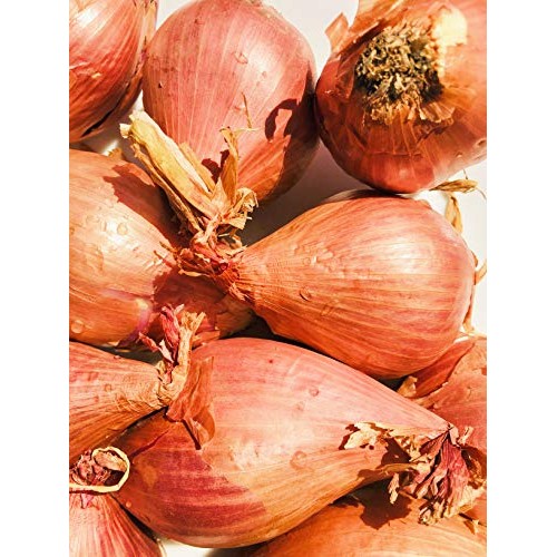 Kejora Shallots Bulbs - 1/2 Lb About 10 Bulbs Produce Of Usa