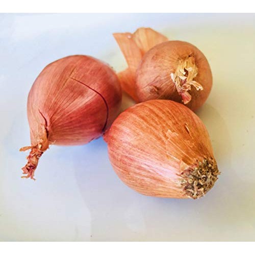 Kejora Shallots Bulbs - 1/2 Lb About 10 Bulbs Produce Of Usa