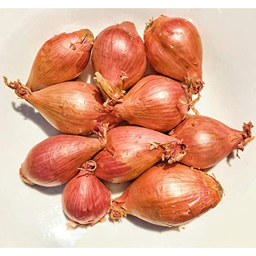 Kejora Shallots Bulbs - 1/2 Lb About 10 Bulbs Produce Of Usa