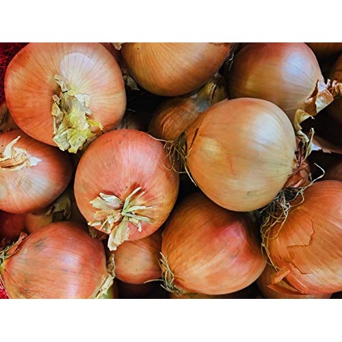 Kejora Yellow Onion - 10 Lbs Non Gmo &Amp; Gluten Free