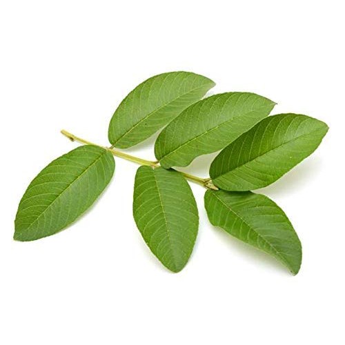Wild Dried Guava Leaves for Tea 1.0Oz